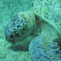 Grüne Schildkröte (Chelonia mydas)