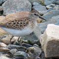 Wiesenstrandläufer (Calidris minutilla)