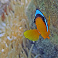 Rotmeer-Anemonenfisch (Amphiprion bicinctus)