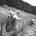Vater Otto und Großvater bei der Zaunreparatur (Rinderweide am Estenberg)