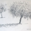 OLIVE 1, pencil on paper, 29cms x 20cms, ( Private collection)