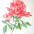 PLASTIC ROSE,airbrushed ink on paper, 54cms x 40cms