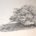 SHRUB WITH SHADOW, pencil on paper, 46cms x 29cms