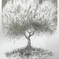 OLIVE 5, pencil on paper, 29cms x 20cms, ( Private collection ) 