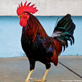 Feral Chicken of Key West