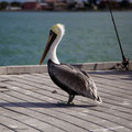 Pelican near Clearwater Beach
