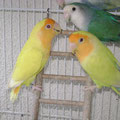 couple  male lutino femelle pallid
