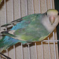 panache bleu