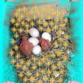 deux bebe au nid