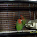 couple tipe sauvage