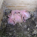 trois bebe au nid nee le 7 9 et 10 mai 2008