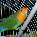 vert masque orange