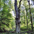 dieser alte Baum im Fürstlich Löwenstein`schen Park darf stehenbleiben