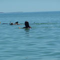 Nachmittagsschwimmen mit den Delfinen