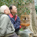 Spaziergang mit Feldervieh (auf dem Birdmarket)