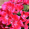 Geranie - stehend (Pelargonium zonale) "TexMex"