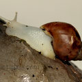 Achatina fulica