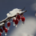 Matin d'hiver