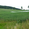 Ein Feld mit verschiedenen Ackerbohnensorten in Niederbeisheim