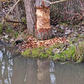 an der Selz