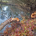 an der Selz