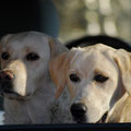 Deux Labradors, chiens de sang : Vickie et Gaia