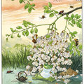 Fleurs d'acacia