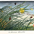 Narcisse décoiffé