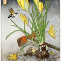 Crocus