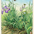 Faune et flore du jardin