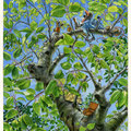Vert cerise ( VENDU )