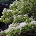 白山比咩神社　なんじゃもんじゃの木　５月下旬 Shirayama Hime Shinto Shrine, May