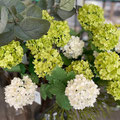 Viburnum,ビバーナム,BOBCRAFT