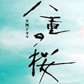 八重の桜