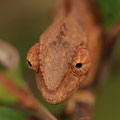 Jeune Caméléon - Septembre 09 © Florian Bernier