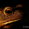 Crapaud commun mâle - Val Suzon - Mars 2013 © Florian Bernier