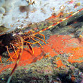 Langouste  - Cadaquès - Juin 12  © Florian Bernier