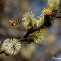 Abeille domestique sur saule - Norges la Ville - Mars 2016 © Florian Bernier