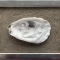 Auster auf Glas, Sand unter Glas, Rahmen, 15x20x4.5 (h,b,t), 2018