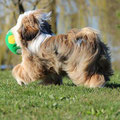 TT Candu's Alf (Foto L. Raabe)