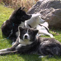 Sumi mit Bruder Maru und Unsha