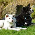 Sumi mit Bruder Maru 