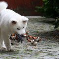 11 Wochen alt
