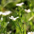 "Stellaria holostea - Unkraut mal anders" von Merrit C.