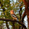 Untersicht: Der Eindruck der Höhe wird durch das Sitzen auf dem Ast gefördert. Aber auch ohne dies wirkt der Kookaburra majestätisch im letzten Licht des Tages.