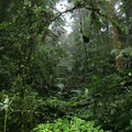 Regenwald in Monteverde