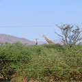 Giraffen im Lake Oanab Resort