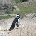 Pinguin auf der Peninsula Valdés