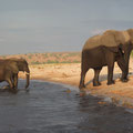 Elefanten queren den Chobe