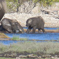 Elefanten beim Baden im Wasserloch